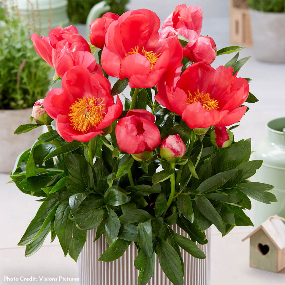 Paeonia 'Oslo' Patio Peony