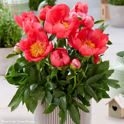 Paeonia 'Oslo' Patio Peony