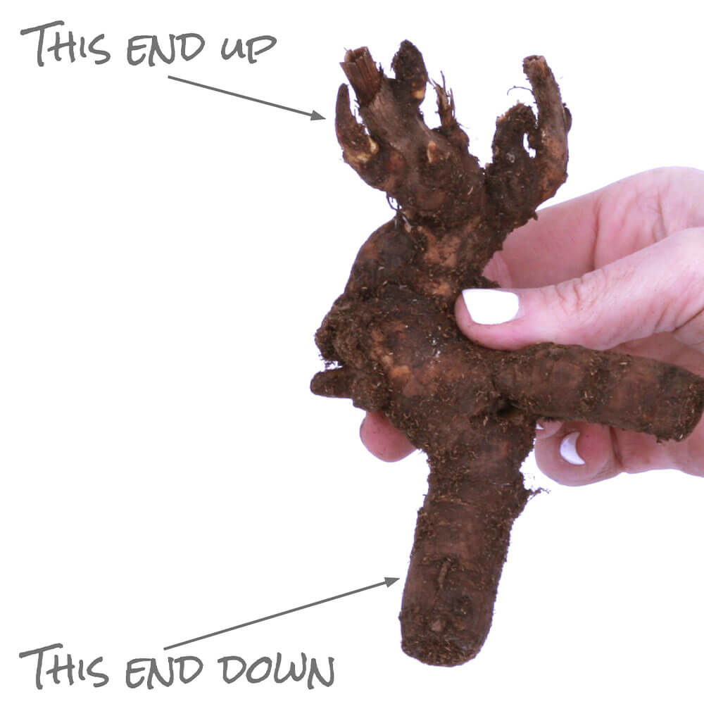 Paeonia 'Oslo' Patio Peony