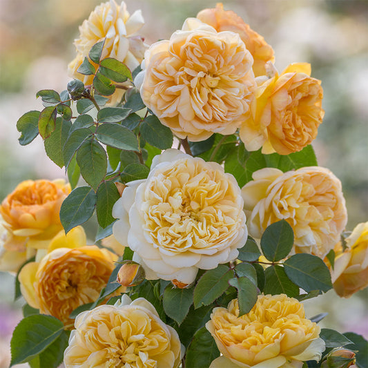 Rosa Bring Me Sunshine™