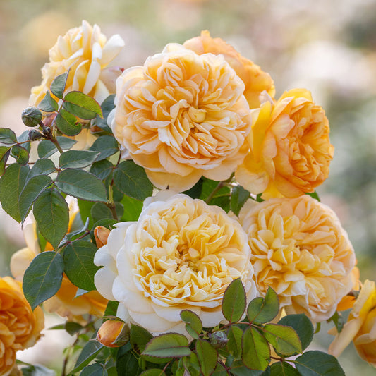 Rosa Bring Me Sunshine™