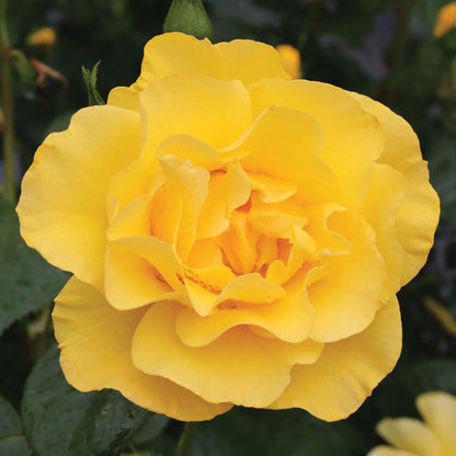 Rosa The Poet's Wife