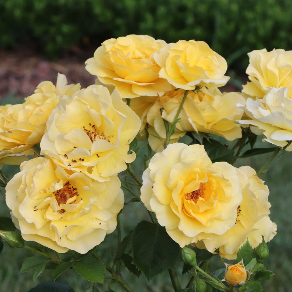 Rosa The Poet's Wife