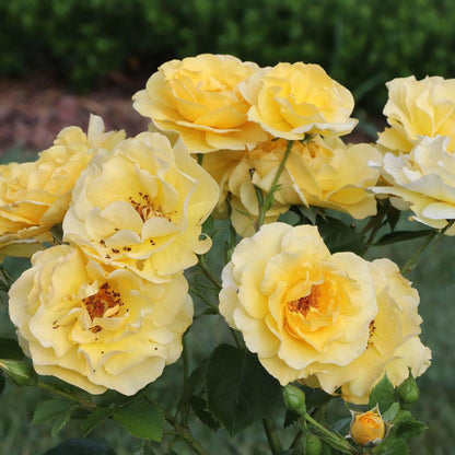 Rosa The Poet's Wife