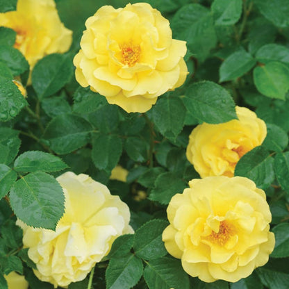 Rosa The Poet's Wife