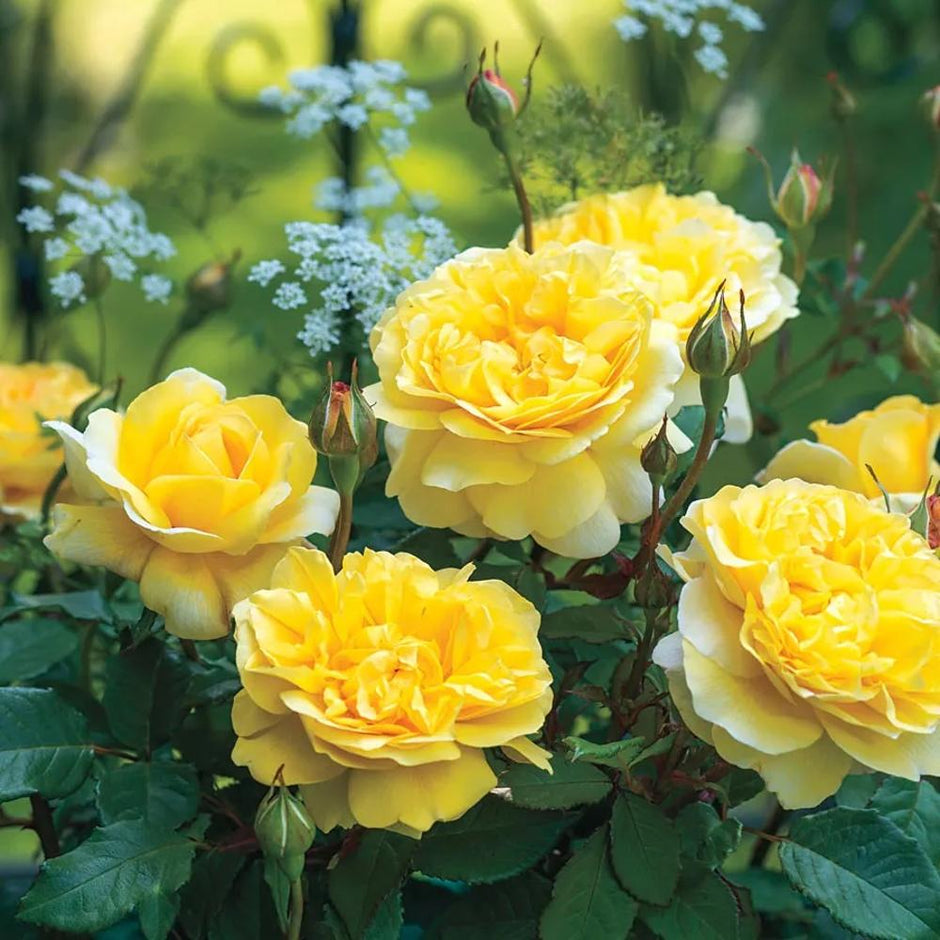 David Austin® English Roses for Sale – Wayside Gardens
