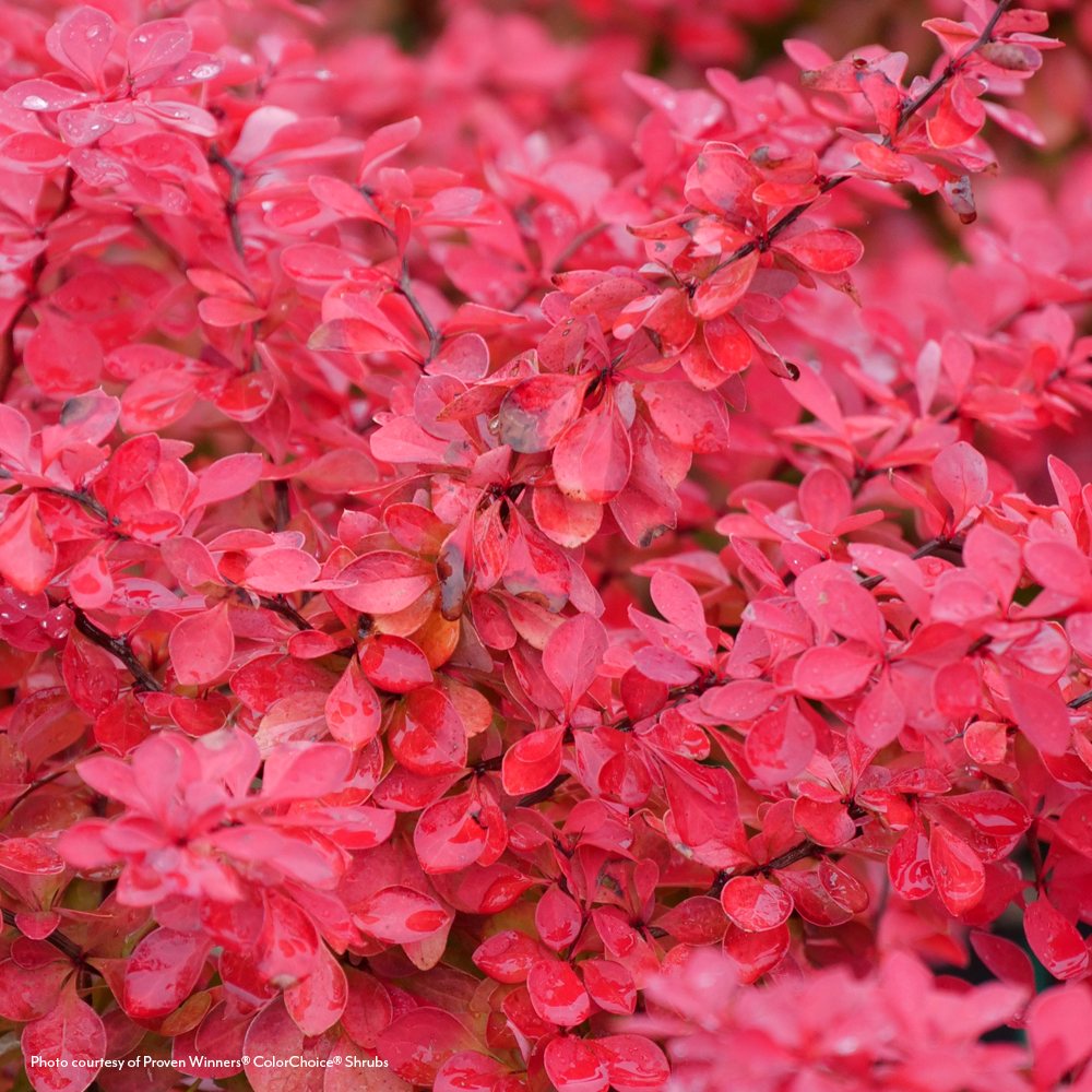 Berberis Sunjoy Fast Neo® Barberry