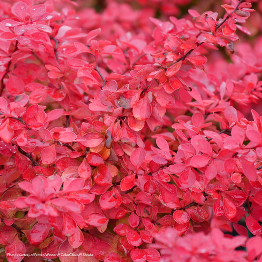 Berberis Sunjoy Fast Neo® Barberry