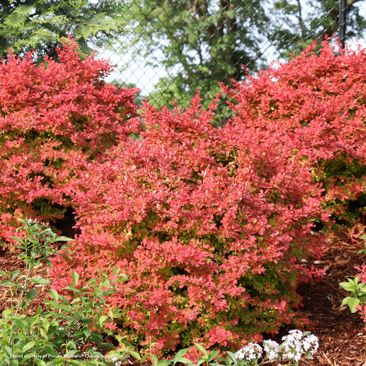 Berberis Sunjoy Fast Neo® Barberry