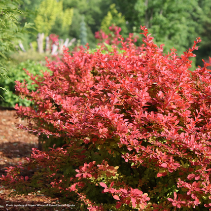 Berberis Sunjoy Fast Neo® Barberry