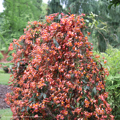 Bignonia Dressed to Thrill® Crossvine