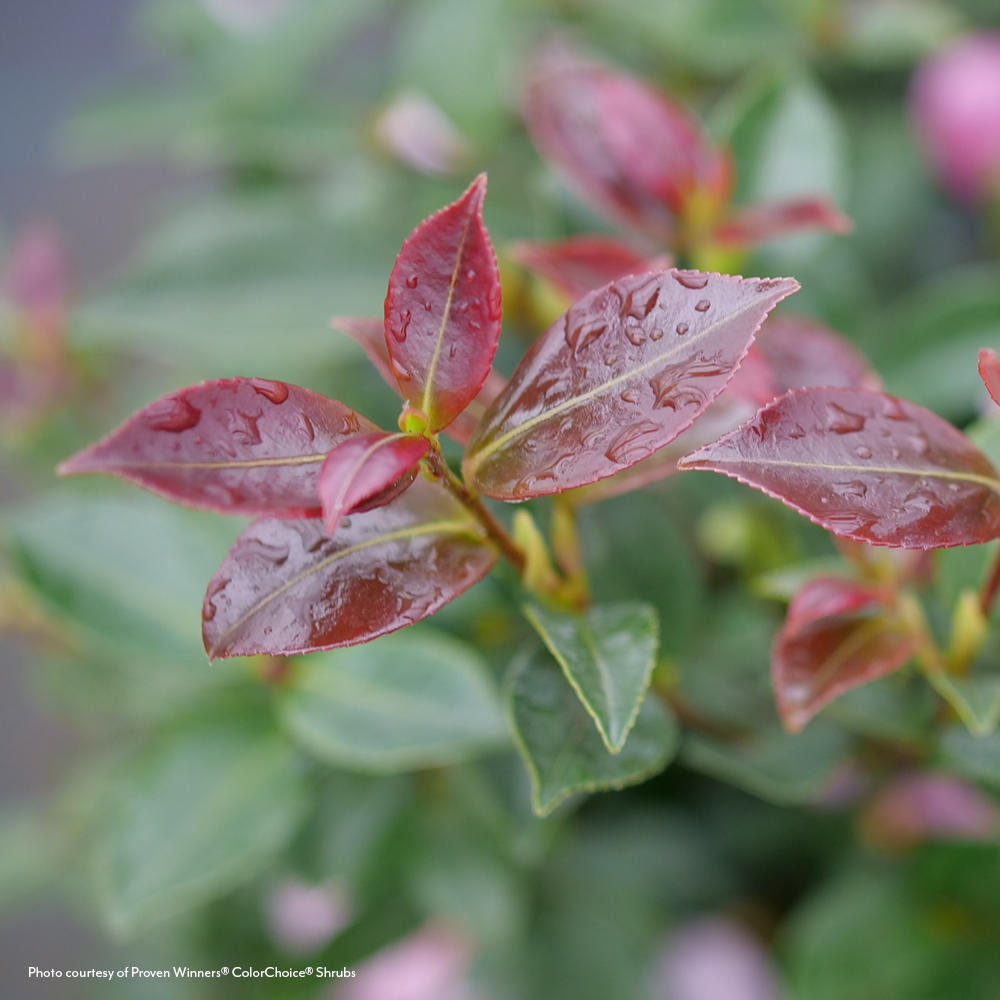 Camellia Just Chill® Double Pink