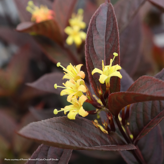 Diervilla Kodiak Jet Black® Bush Honeysuckle