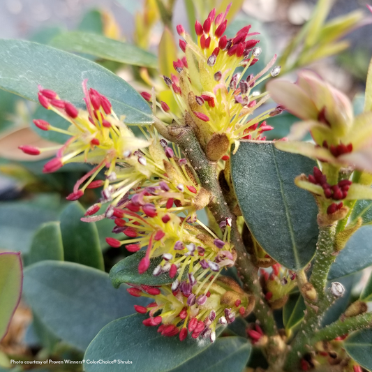 Distylium Buckhead™ Bold Winter-Hazel