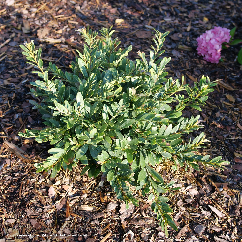 Distylium Buckhead™ Bold Winter-Hazel