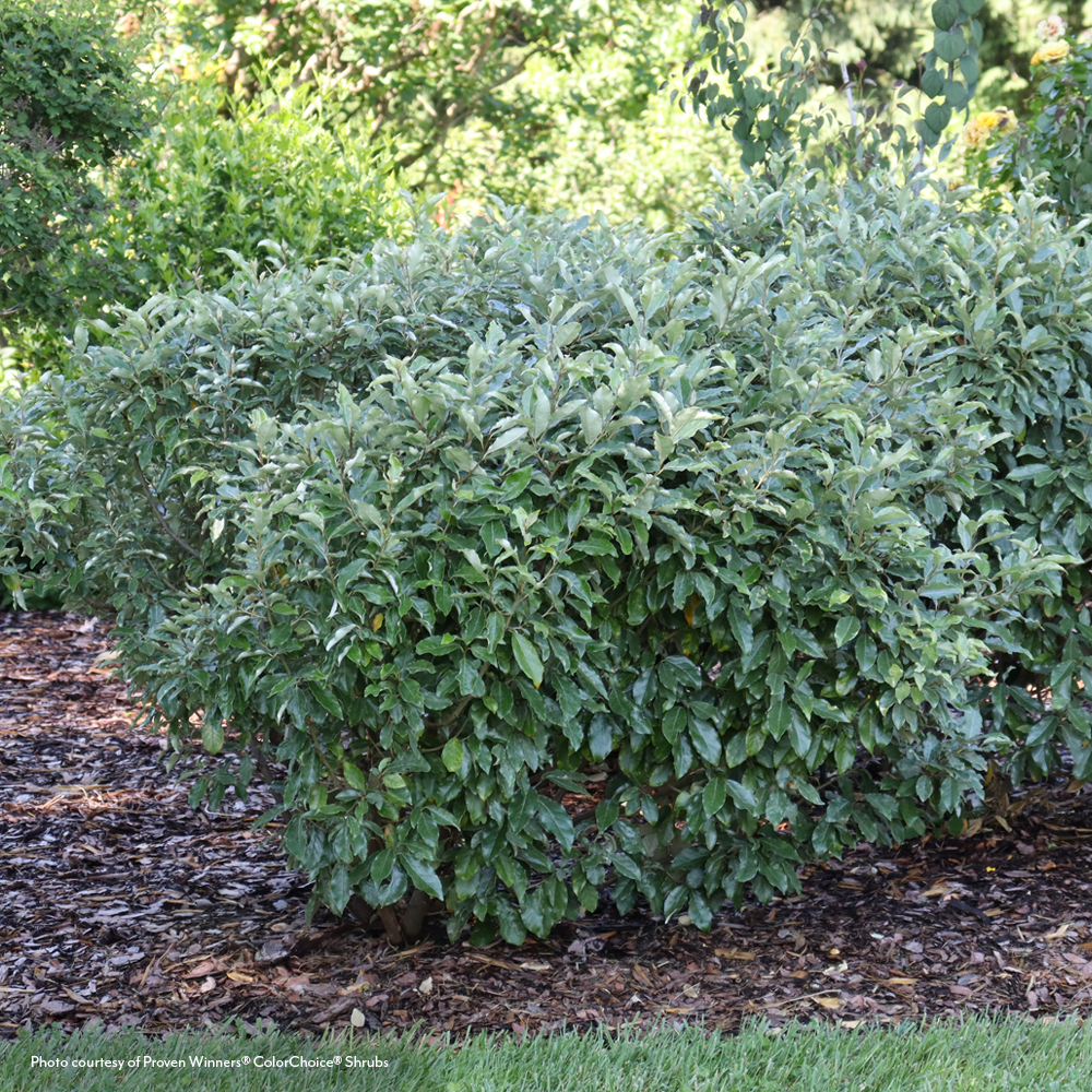 Elaeagnus Mr. Smooth® Seedless Thornless Silverthorn