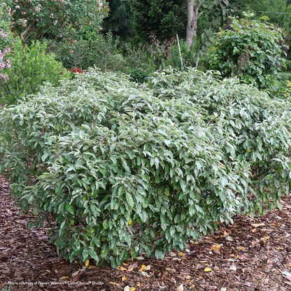 Elaeagnus Mr. Smooth® Seedless Thornless Silverthorn