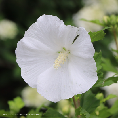 Hibiscus Paraplu® Pure White Rose of Sharon