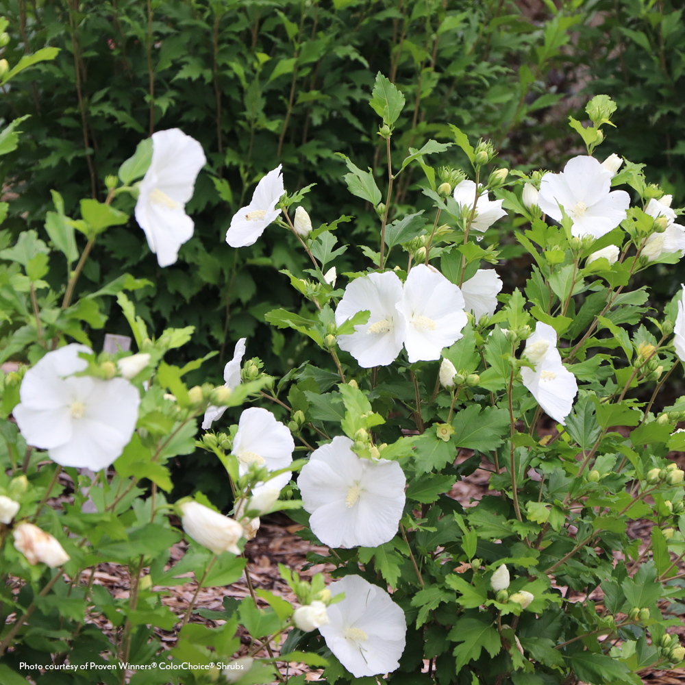 Hibiscus Paraplu® Pure White Rose of Sharon