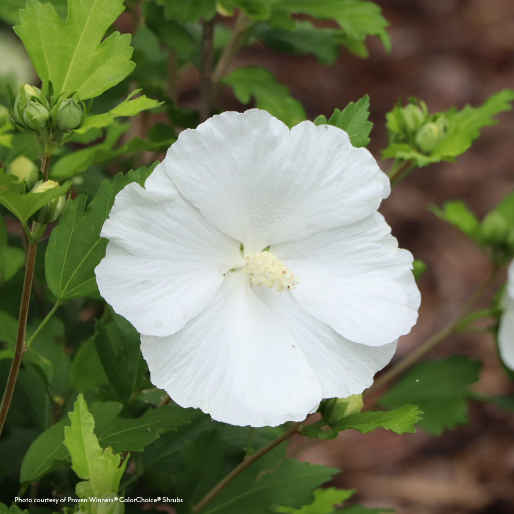 Hibiscus Paraplu® Pure White Rose of Sharon