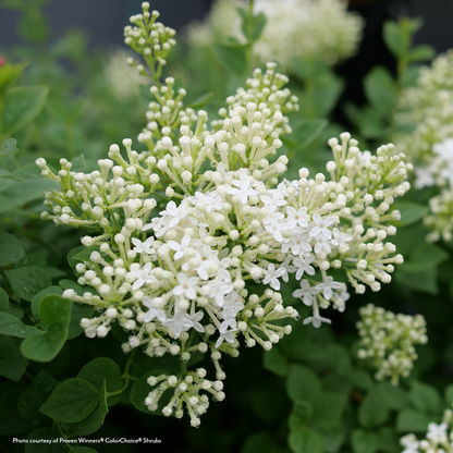 Syringa  Bloomerang Showmound® Reblooming Lilac