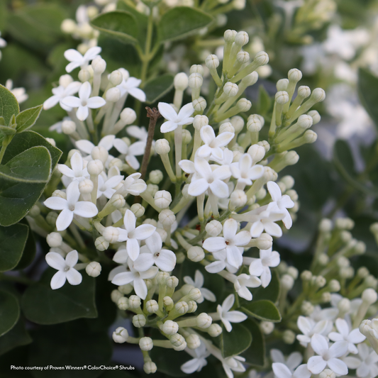 Syringa  Bloomerang Showmound® Reblooming Lilac