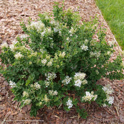 Syringa  Bloomerang Showmound® Reblooming Lilac