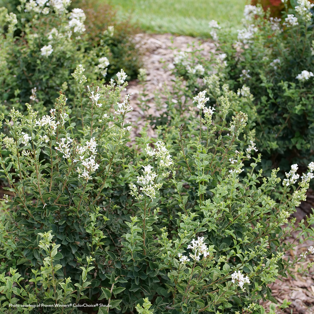 Syringa  Bloomerang Showmound® Reblooming Lilac