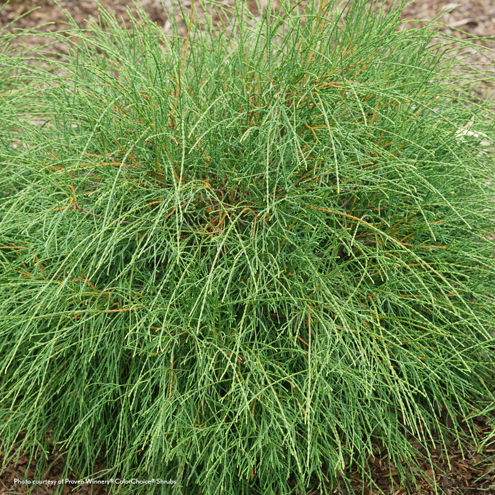 Thuja Whip It Good® Arborvitae