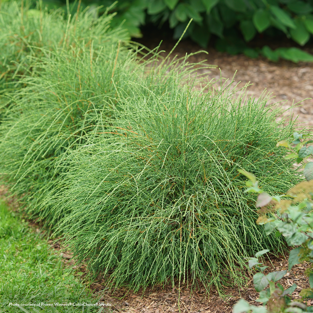 Thuja Whip It Good® Arborvitae