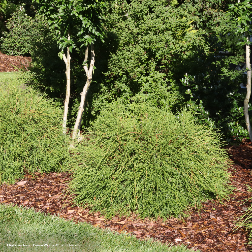 Thuja Whip It Good® Arborvitae