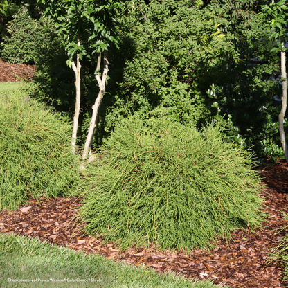 Thuja Whip It Good® Arborvitae