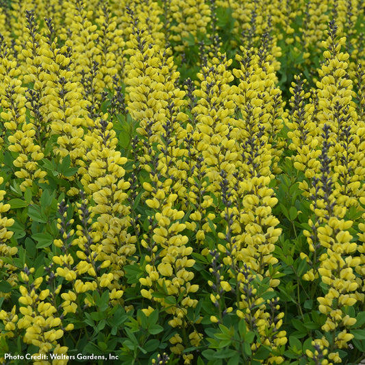 Baptisia Decadence® 'Lemon Meringue' False Indigo