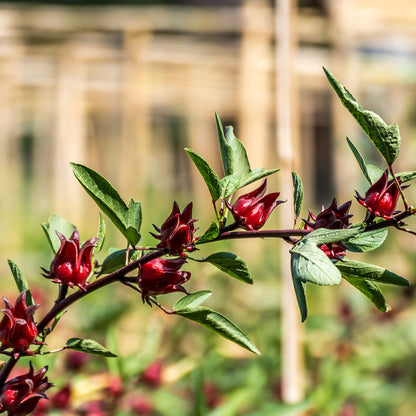 Hibiscus Roselle Organic Florida Cranberry