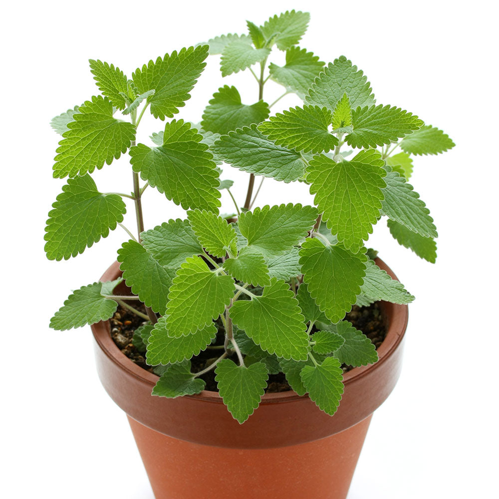 Nepeta cataria Catnip