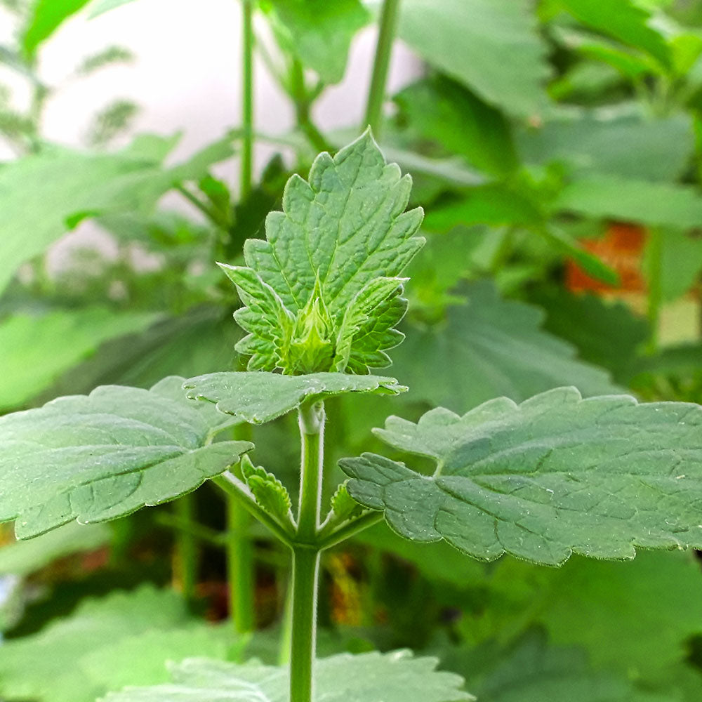 Nepeta cataria Catnip