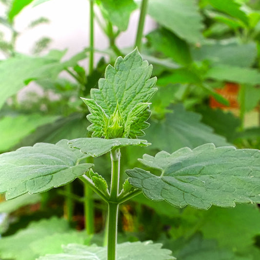 Nepeta cataria Catnip