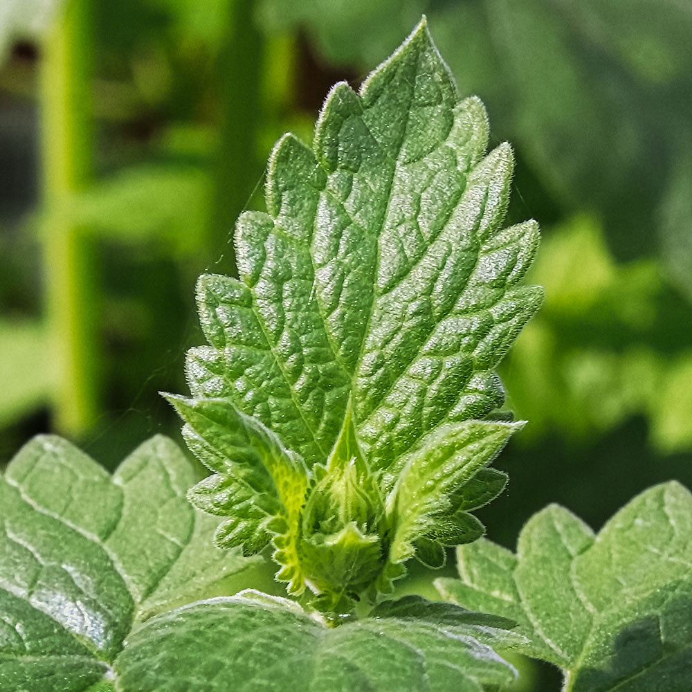 Nepeta cataria Catnip