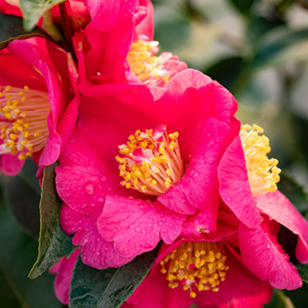 Camellia Warm Hearted® Pink