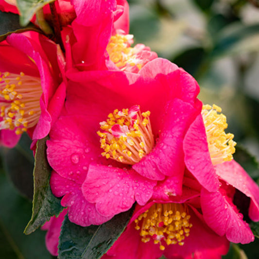 Camellia Warm Hearted® Pink
