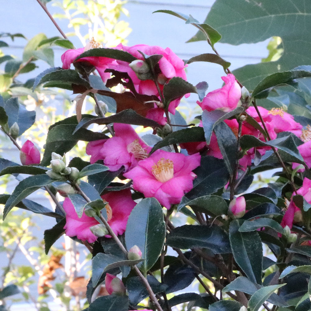 Camellia Warm Hearted® Pink – Wayside Gardens