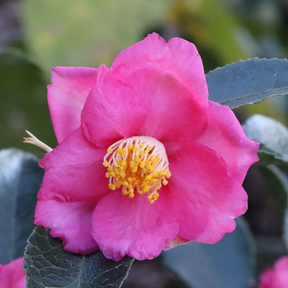 Camellia Warm Hearted® Pink – Wayside Gardens