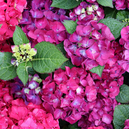 Hydrangea Wee Bit Giddy® Bigleaf Hydrangea