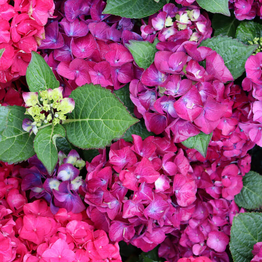 Hydrangea Wee Bit Giddy® Bigleaf Hydrangea