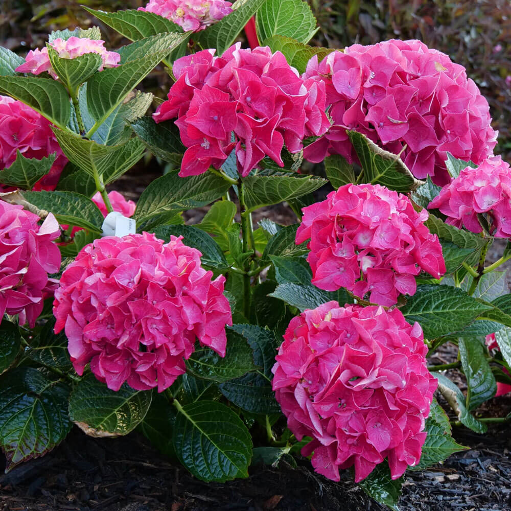 Hydrangea Wee Bit Giddy® Bigleaf Hydrangea – Wayside Gardens