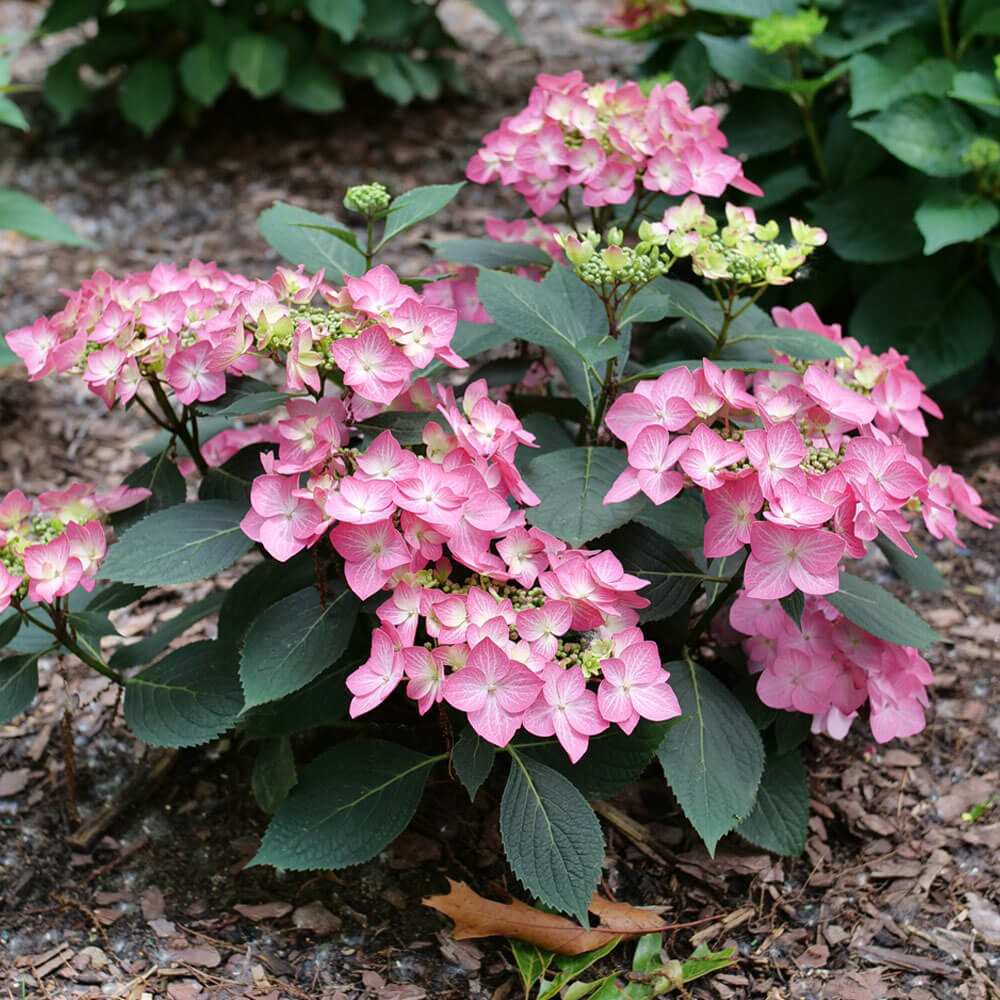 Hydrangea Let's Dance Hot Stepper® Bigleaf Hydrangea – Wayside Gardens