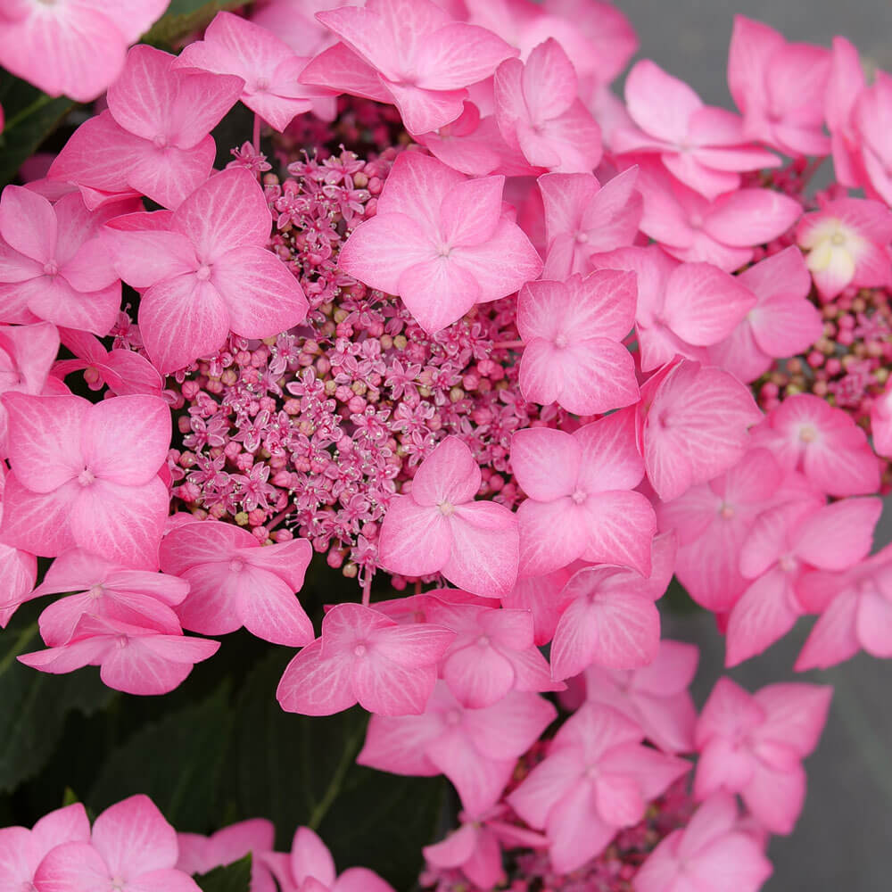 Hydrangea Let's Dance Hot Stepper® Bigleaf Hydrangea – Wayside Gardens