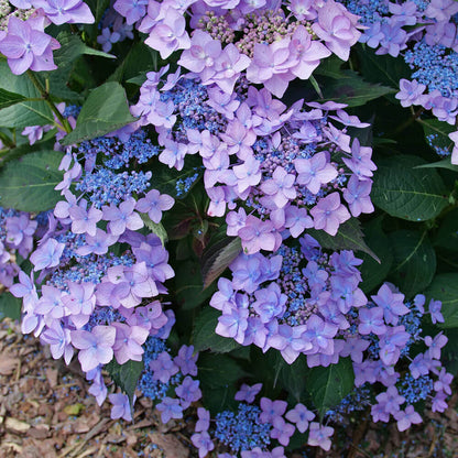 Hydrangea Let's Dance Can do!® Reblooming Mountain Hydrangea