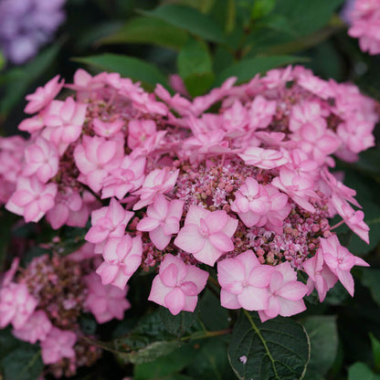 Hydrangea Let's Dance Can do!® Reblooming Mountain Hydrangea