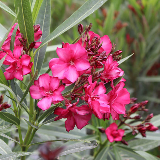 Nerium Ole!® Bicolor Red Oleander